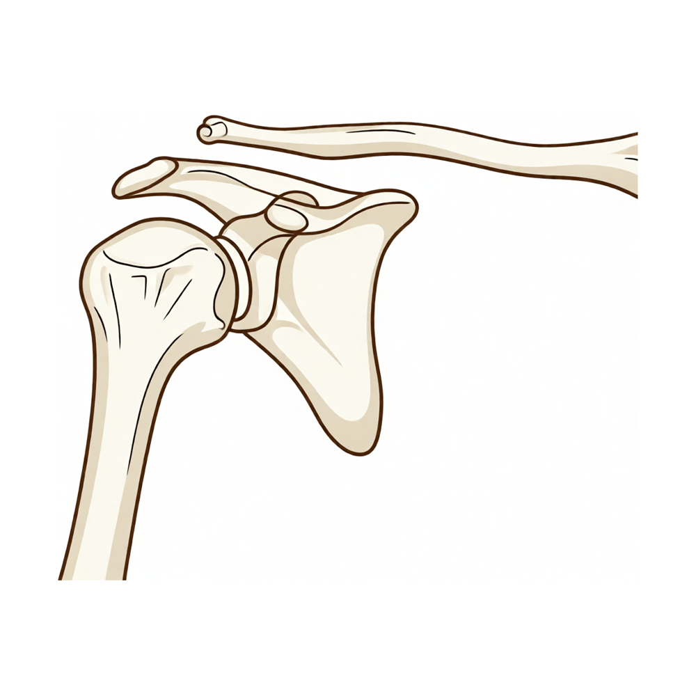 Lesão da Articulação Acromioclavicular (Separação do Ombro)