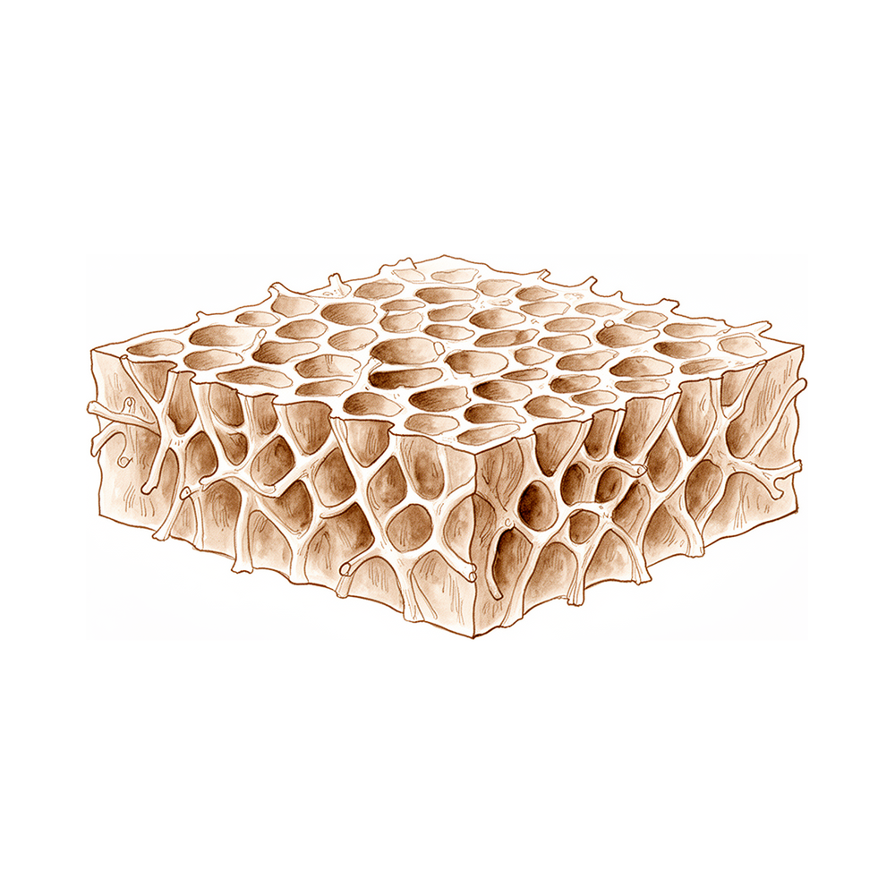 Saúde Óssea e Osteoporose