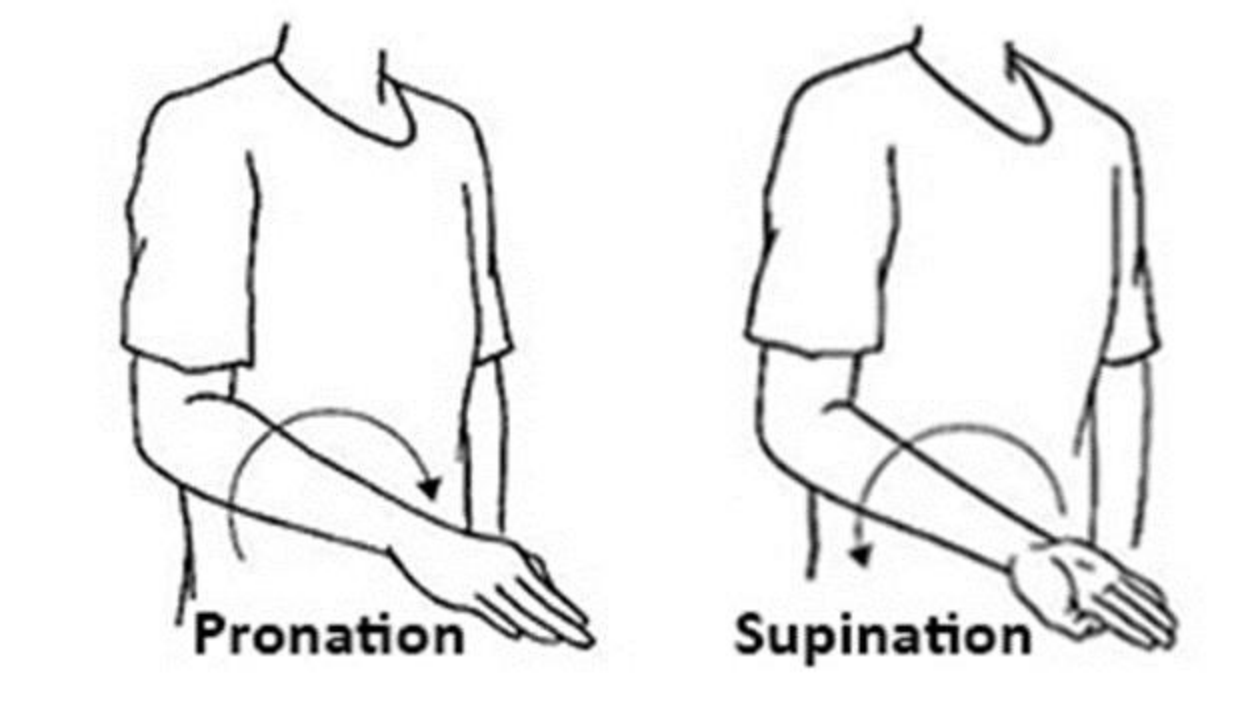 With the elbow by the side, the forearm rotates palm down (pronation) and palm up (supination).