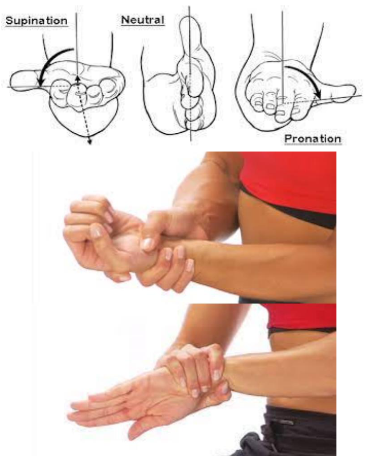 Forearm rotation between palm up (supination), neutral and palm down (pronation), then the other hand assisting the rotation at the wrist.